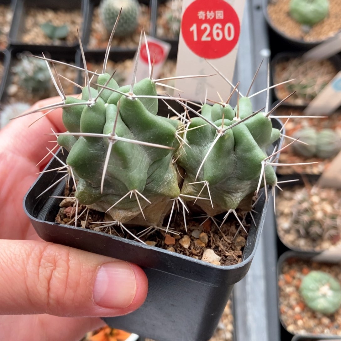 实生双头篝火虾6.4cm