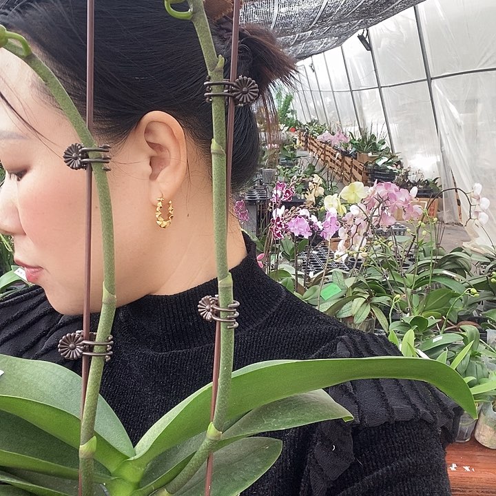 无花朵天堂鸟蝴蝶兰