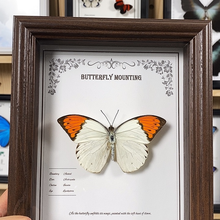 大理石磁石鹤顶粉蝶8寸狂