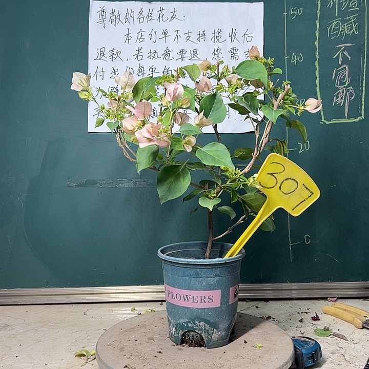 完全开放暗斑丽人307