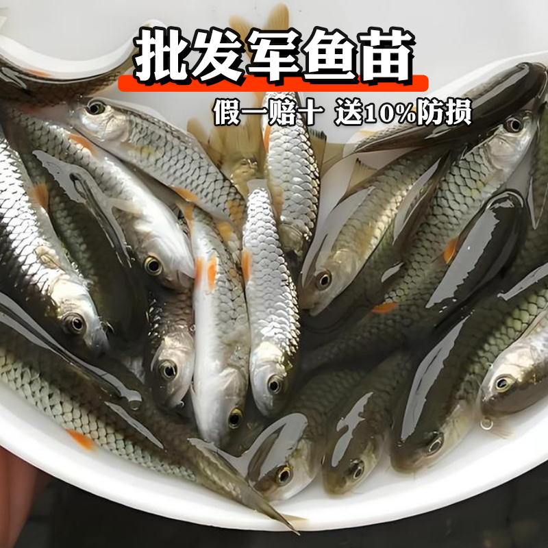 批发军鱼苗黄娟鱼苗倒刺鲅鱼苗青竹鲩鱼苗活体淡水养殖食用光鱼