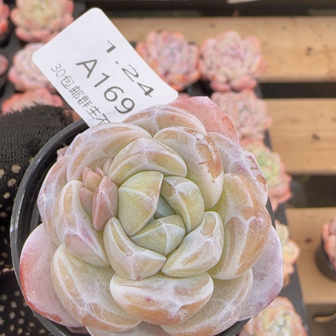 霜花石化单头一颗脱土