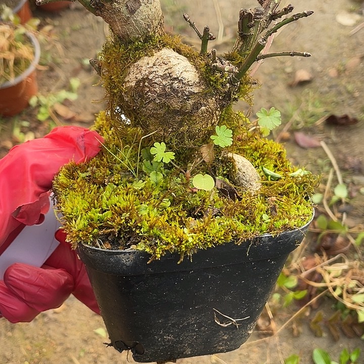 开***心无花朵38菊花菊花菊花家