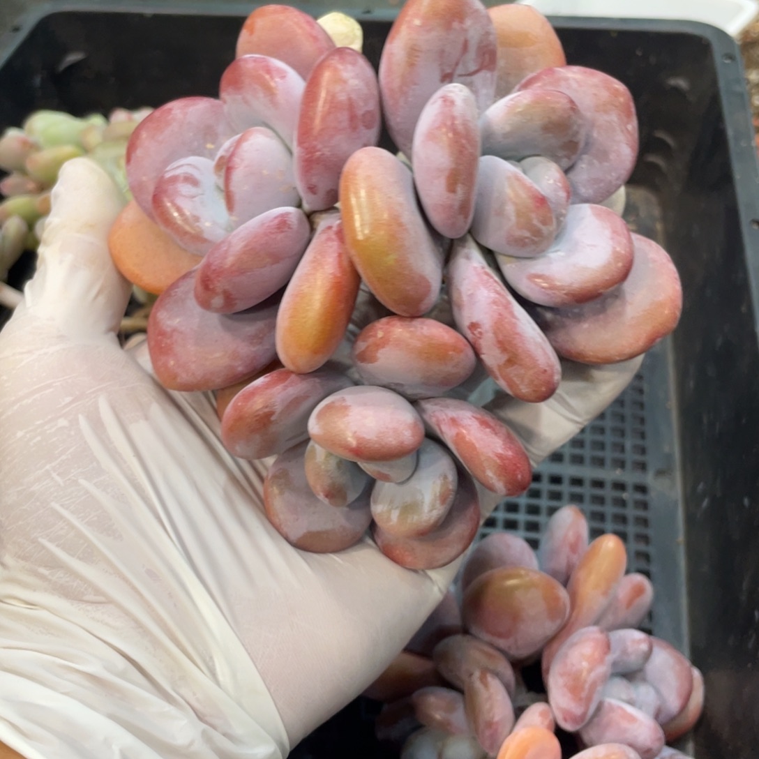 多肉植物拉拉奶全状态
