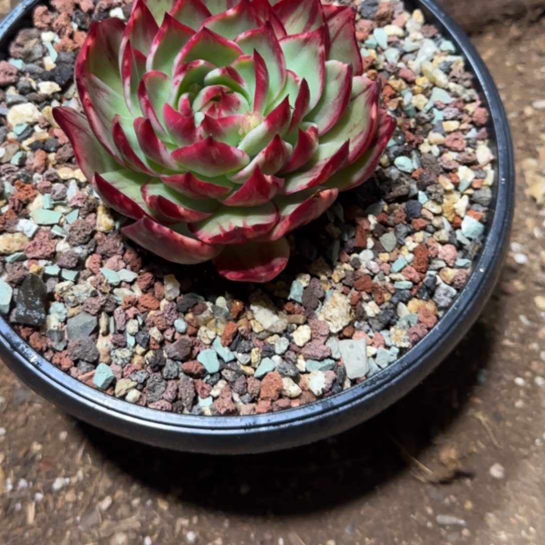 茶***筑惊鸿仙子多肉植物