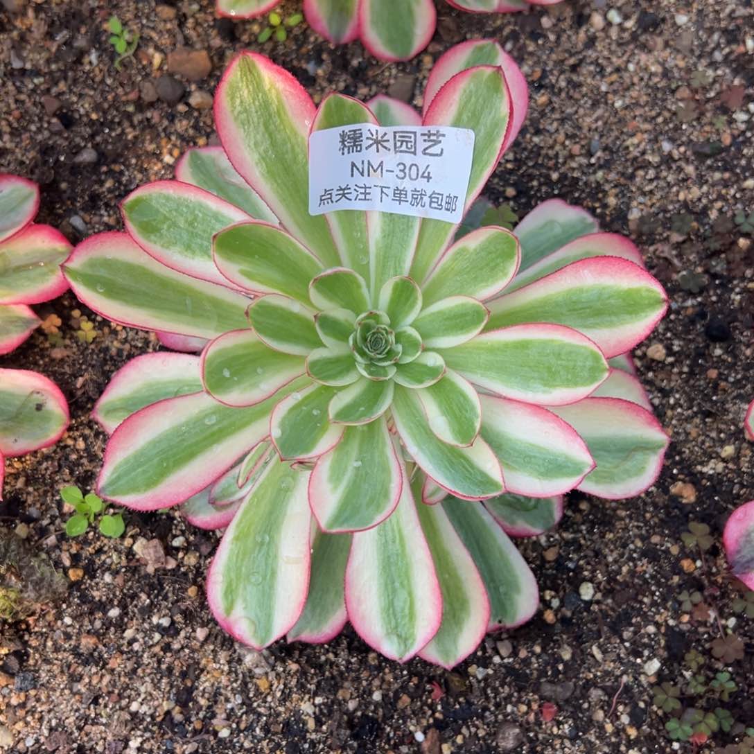 倾城多肉植物304