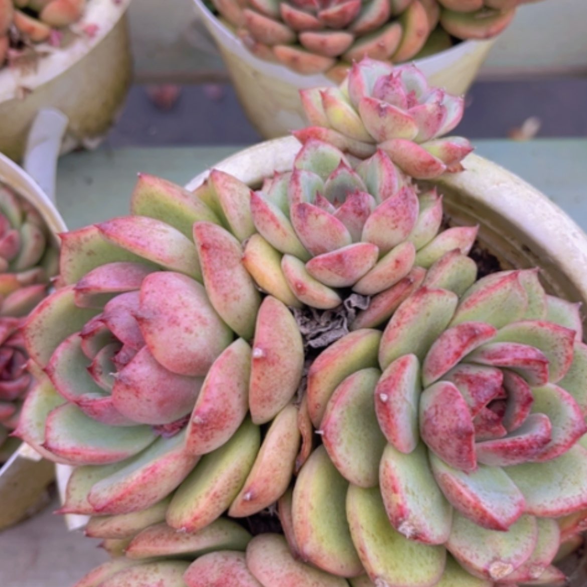 【闪购商品】蓝莓05220