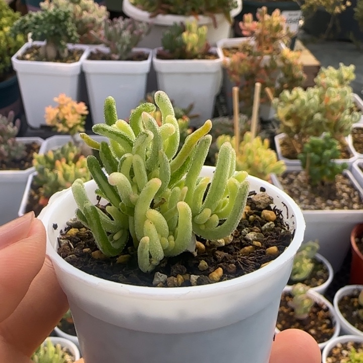 小***薯荧光兔白锦植物枝干