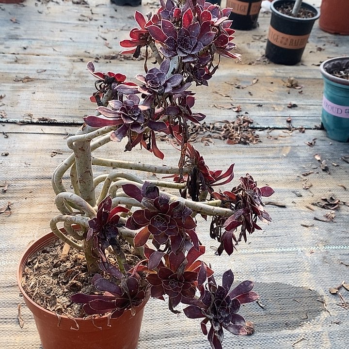 黑法多肉植物006。
