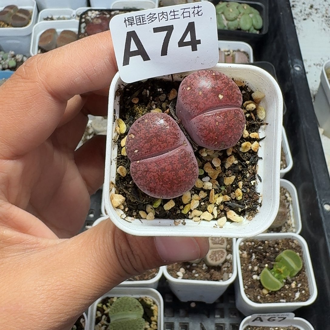 74多肉植物多肉植物