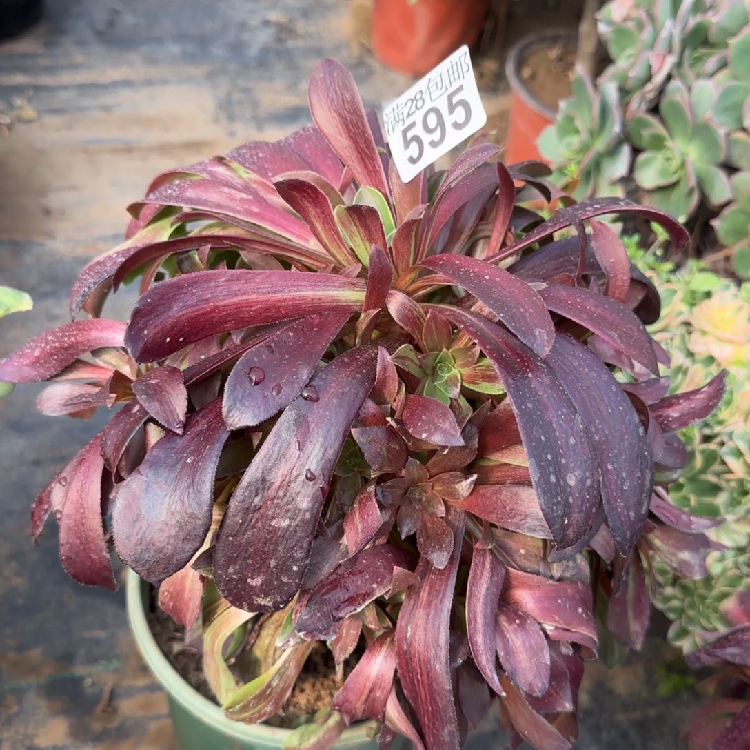 欧若拉多肉595满28包邮断枝不包