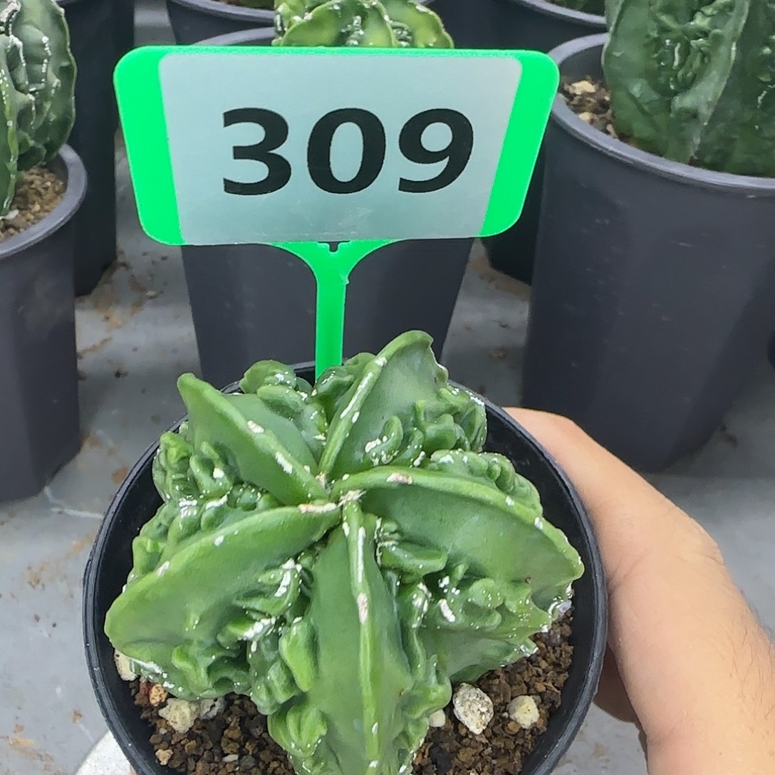 仙人球一物一拍309