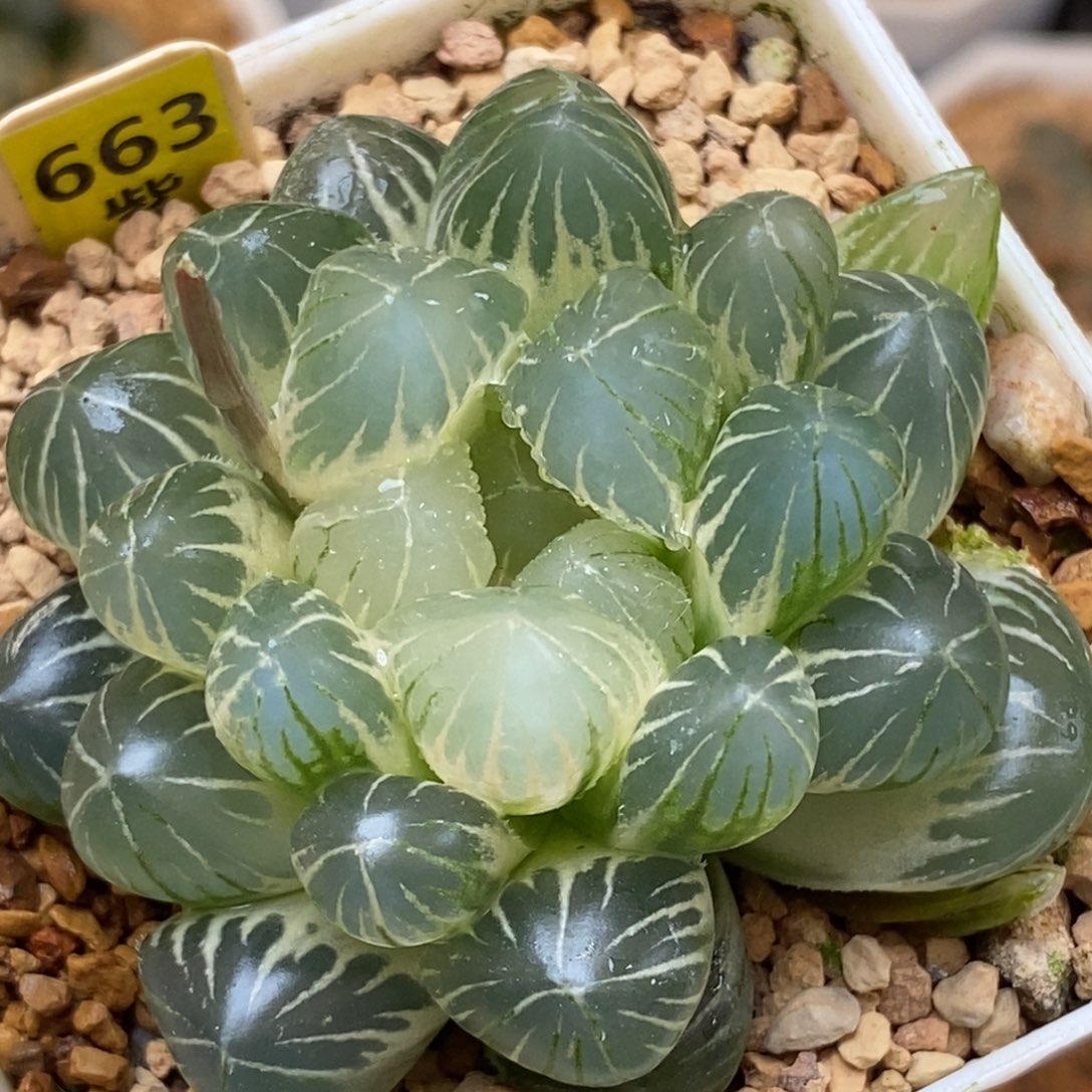 663糊斑龙爪玉露多肉