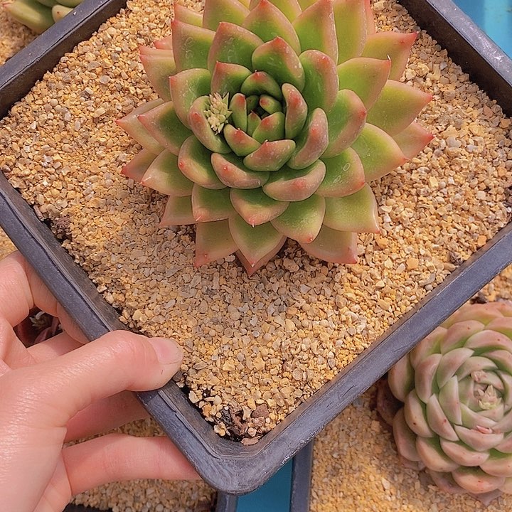 飞*542多肉植物老桩