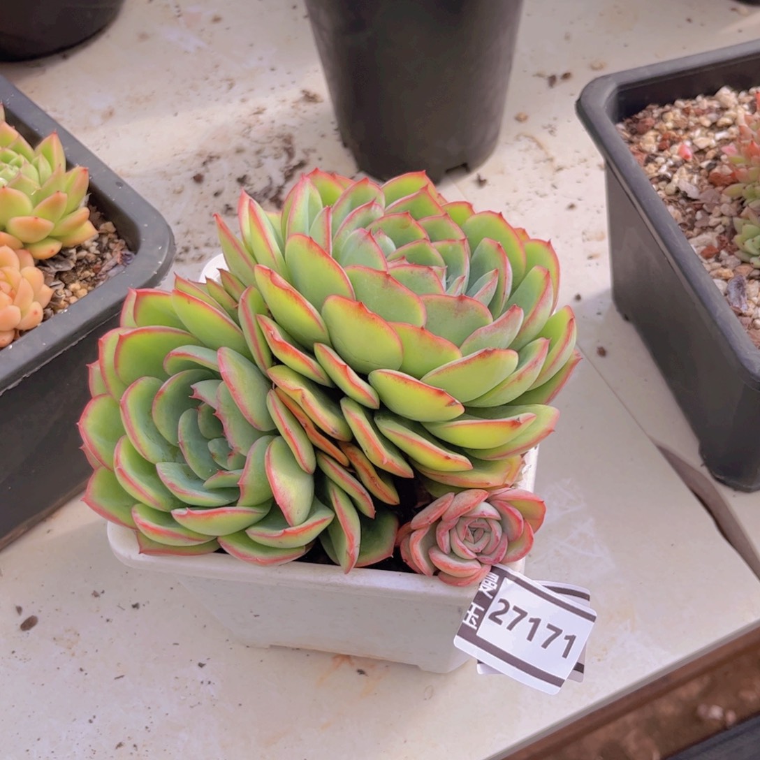 晨露多肉植物27171