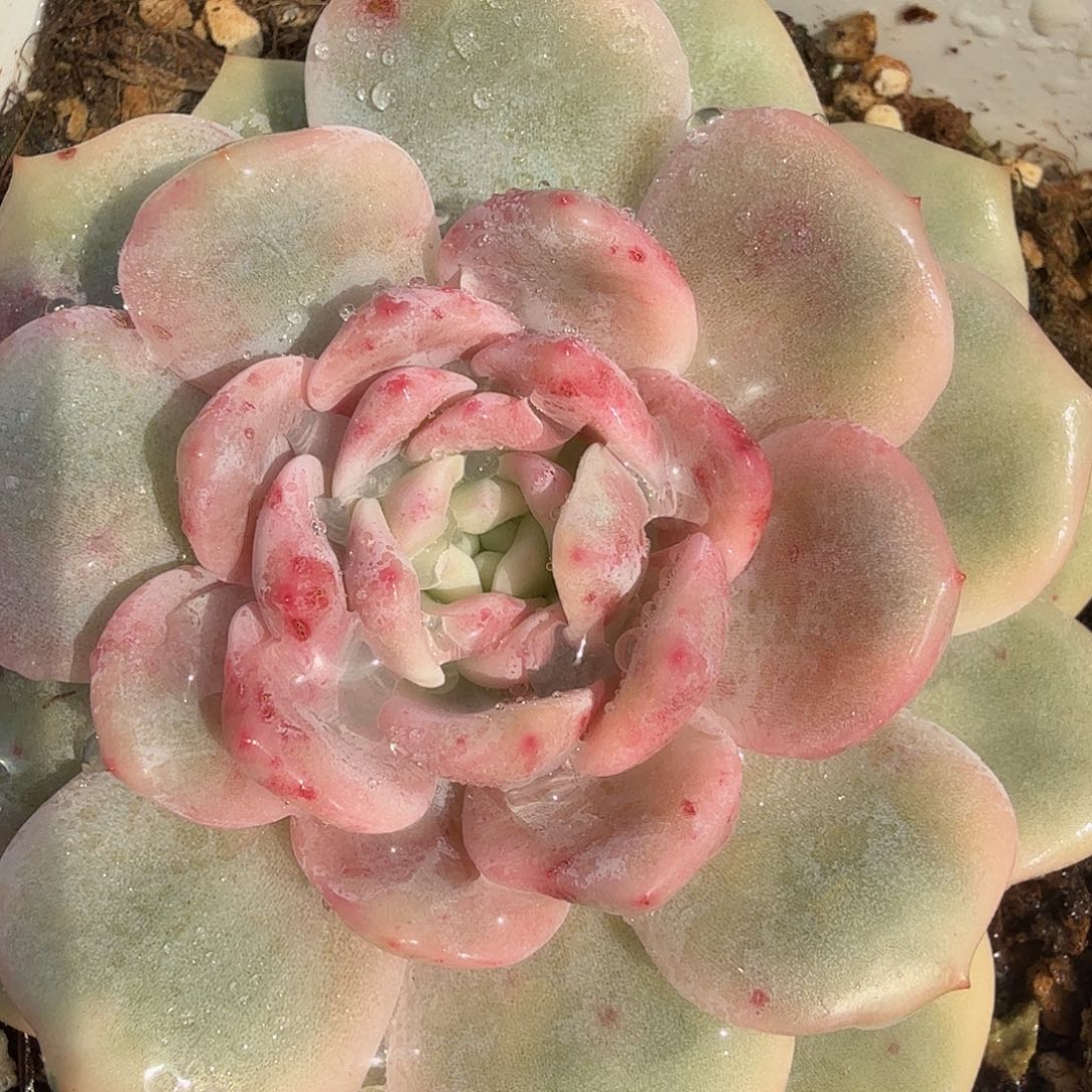 橙梦露锦，多肉植物