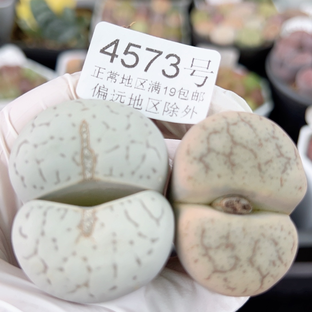 4573 好养易活生石花大母本