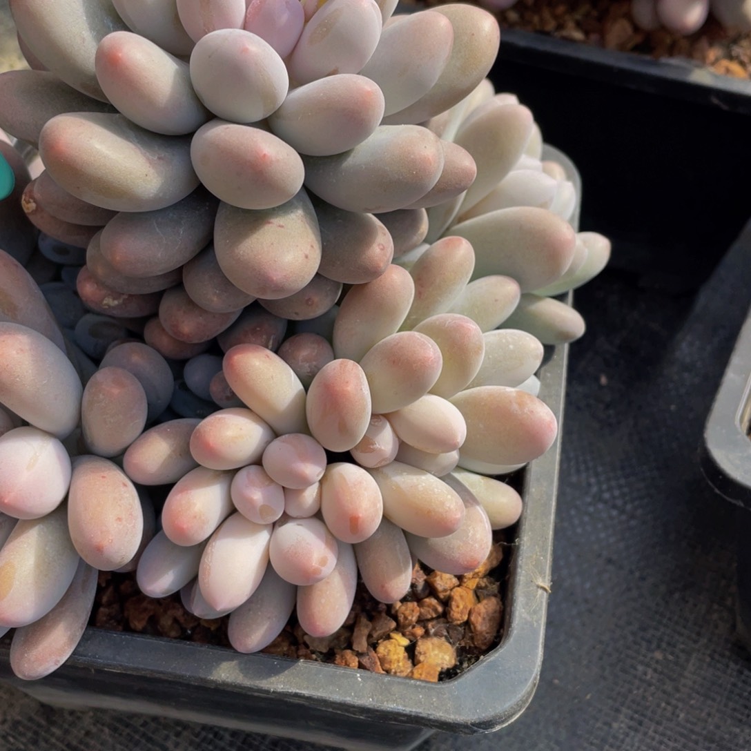 虫***飞1908上午多肉植物群生