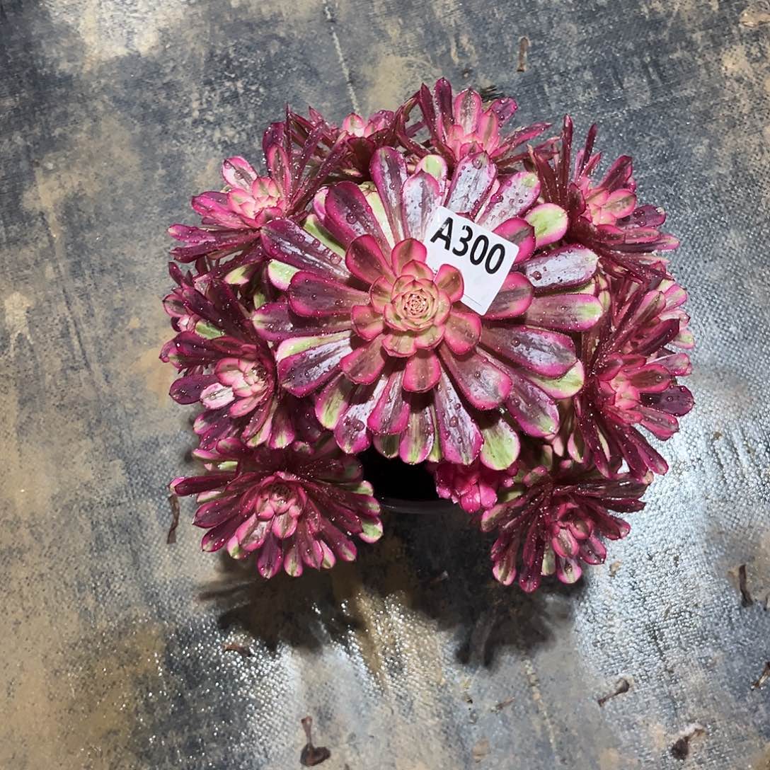 多肉植物白月光300多肉