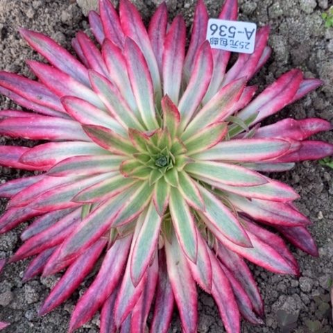 536朱雀满25包邮多肉