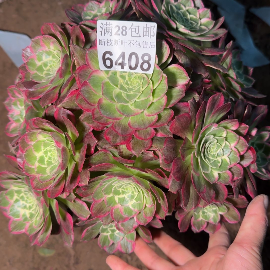 6408水蜜多肉植物