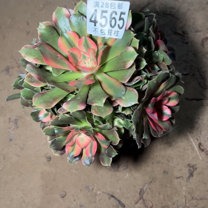 去***灯4565多肉植物法师法师