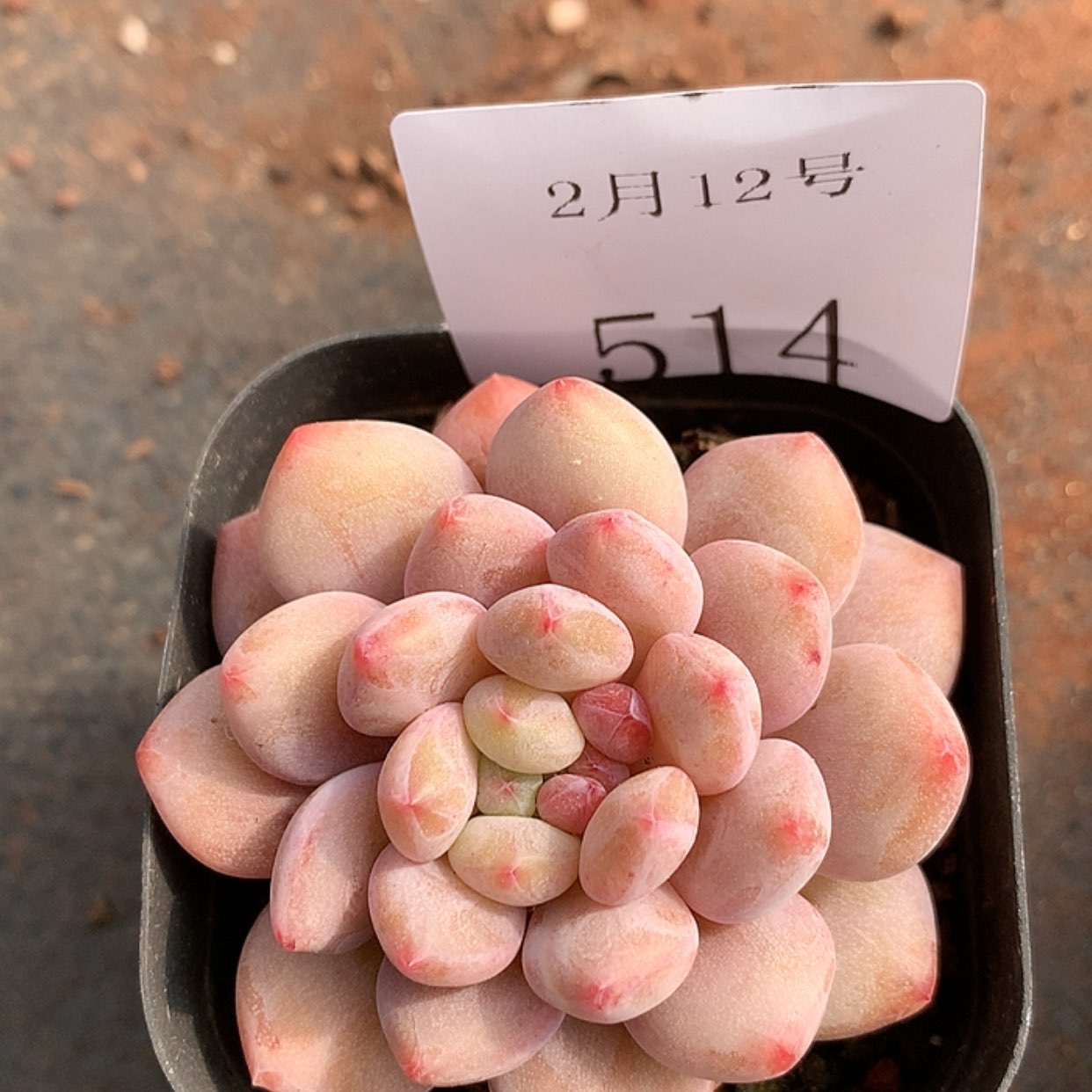 【闪购商品】云514号