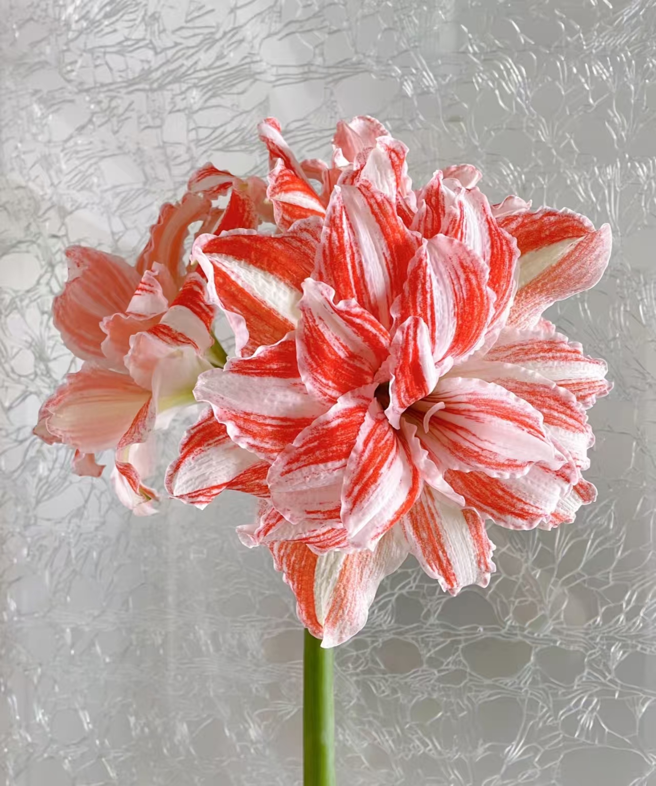 栖野绿境 荷兰进口重瓣朱顶红【舞蹈皇后】1颗包邮