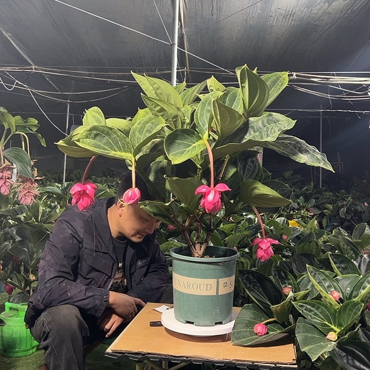 花***山无花朵荷兰进口宝莲灯