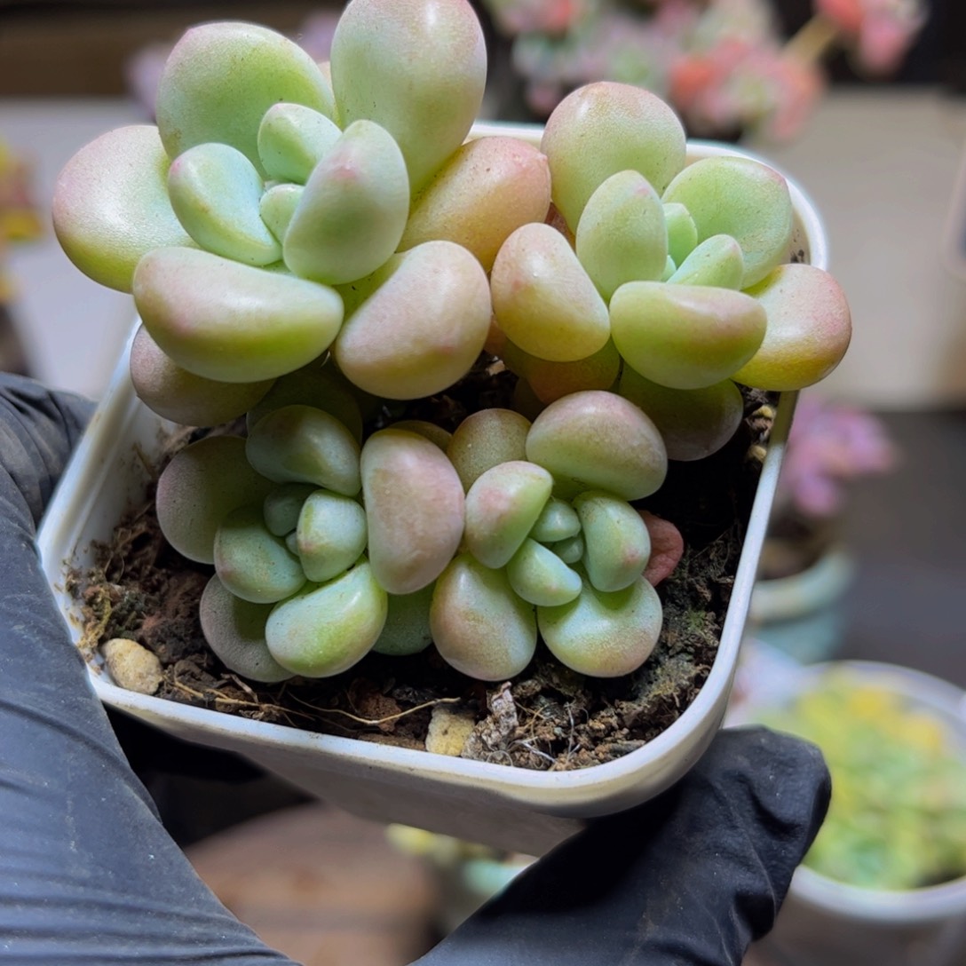 935萤火虫6厘米多肉