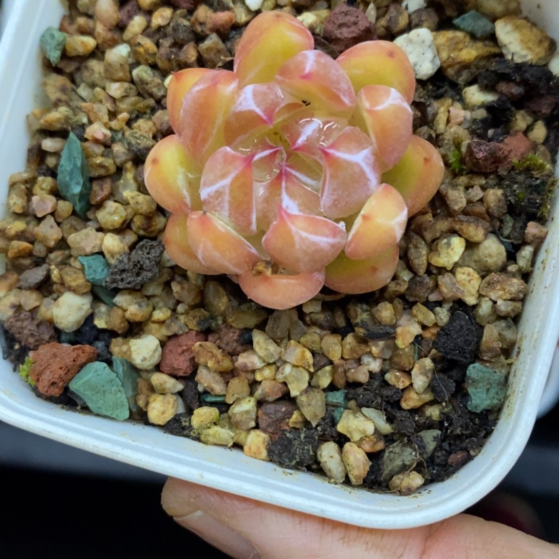 精品多肉一物一拍不包整154