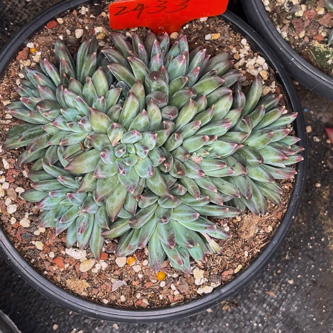 ?**～2433号晚上多肉植物群生多肉