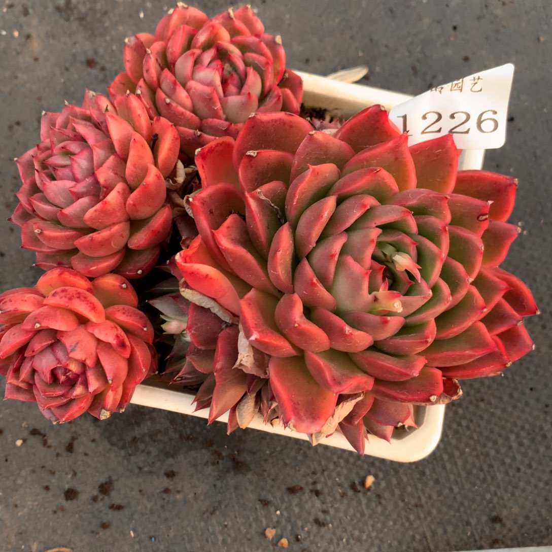 1226杂交精品基地13厘米