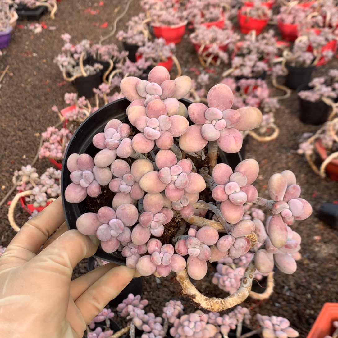 桃蛋老桩有瑕疵14号不带盆