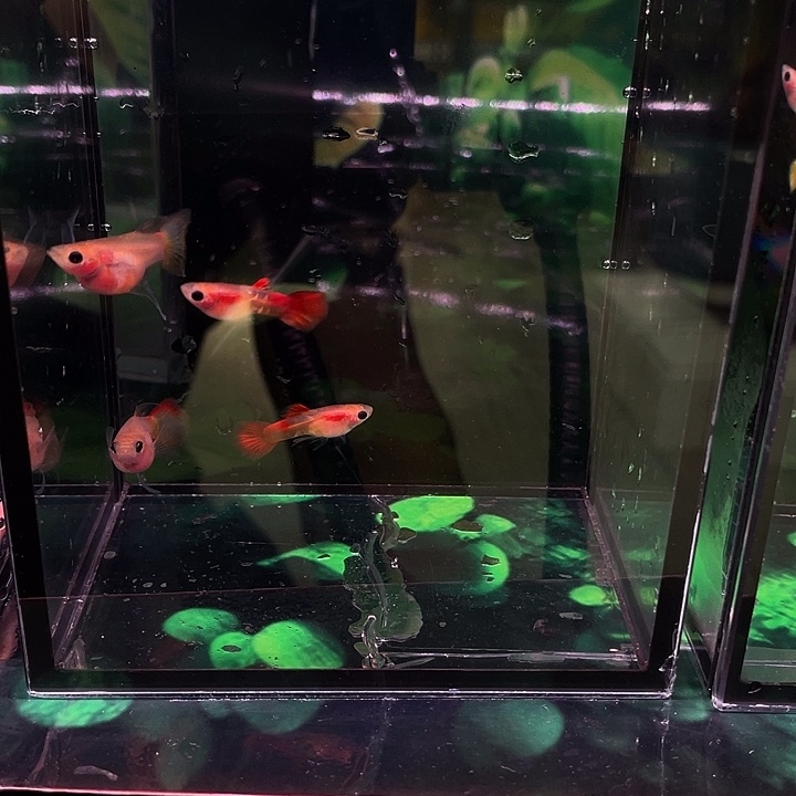 孔雀鱼琉璃大c种鱼2对4条