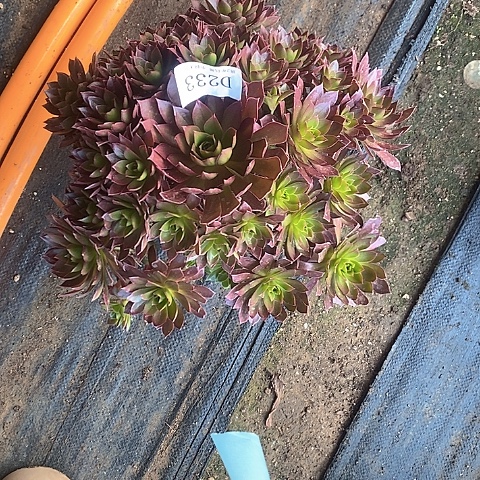 233凤凰多肉法师锦