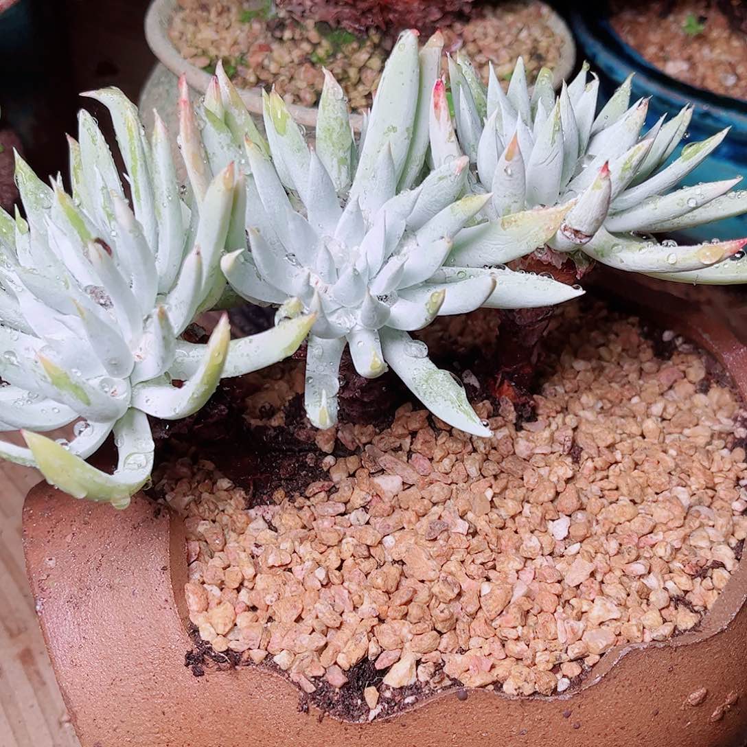 3164雪奴仙女杯多肉