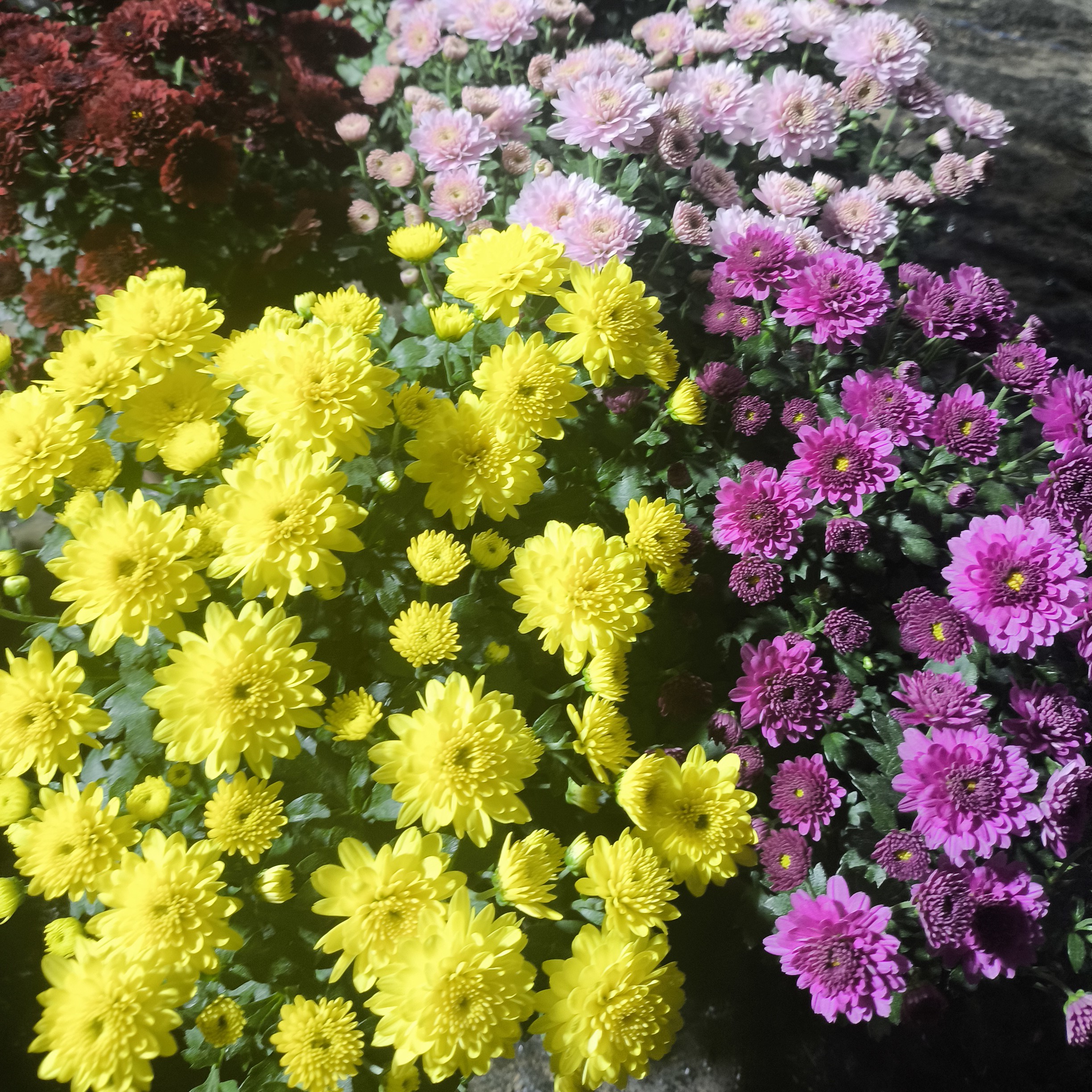 千头菊盆栽带花苞发货室内阳台地栽四季开花超长花期