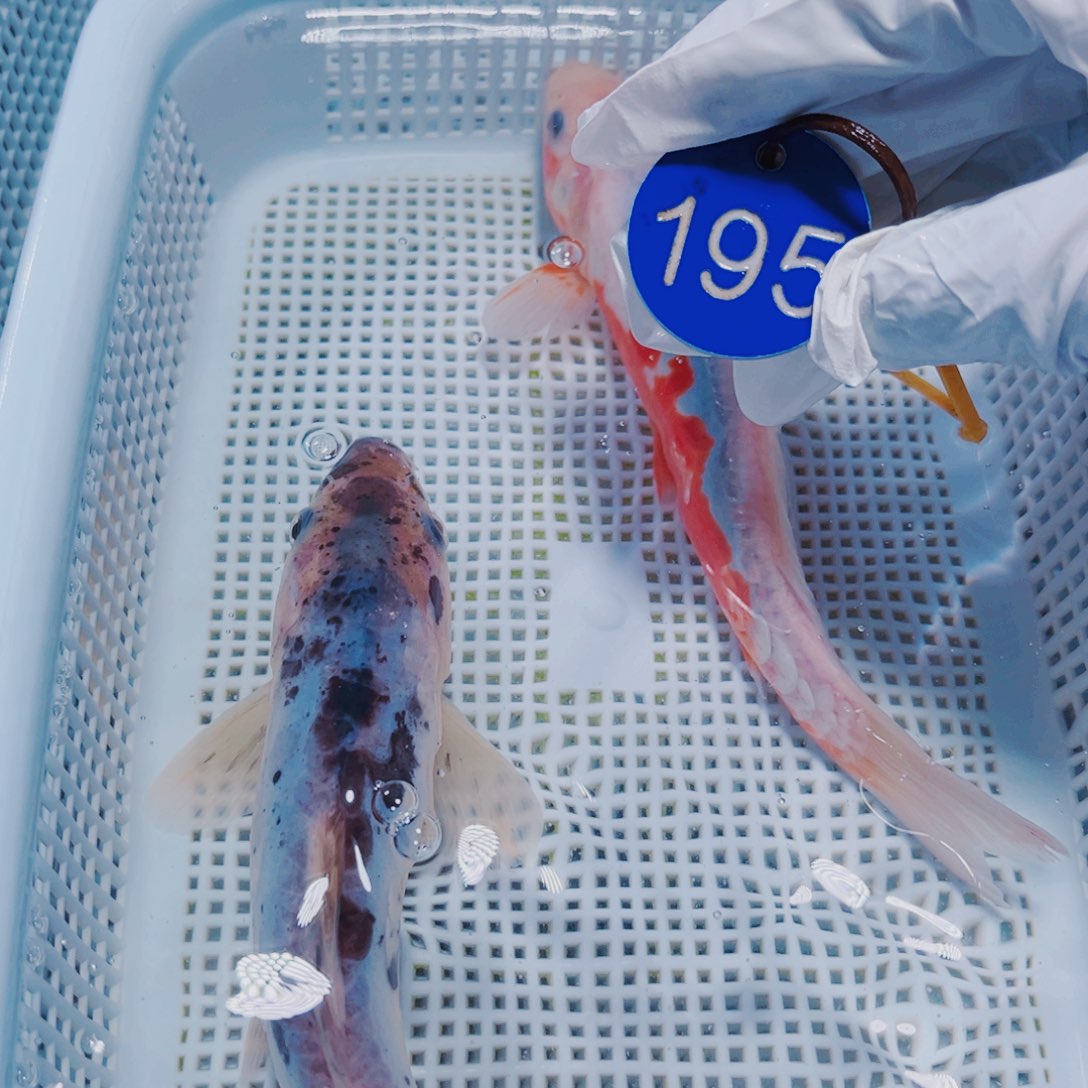 锦鲤锦鲤观赏鱼冷水195