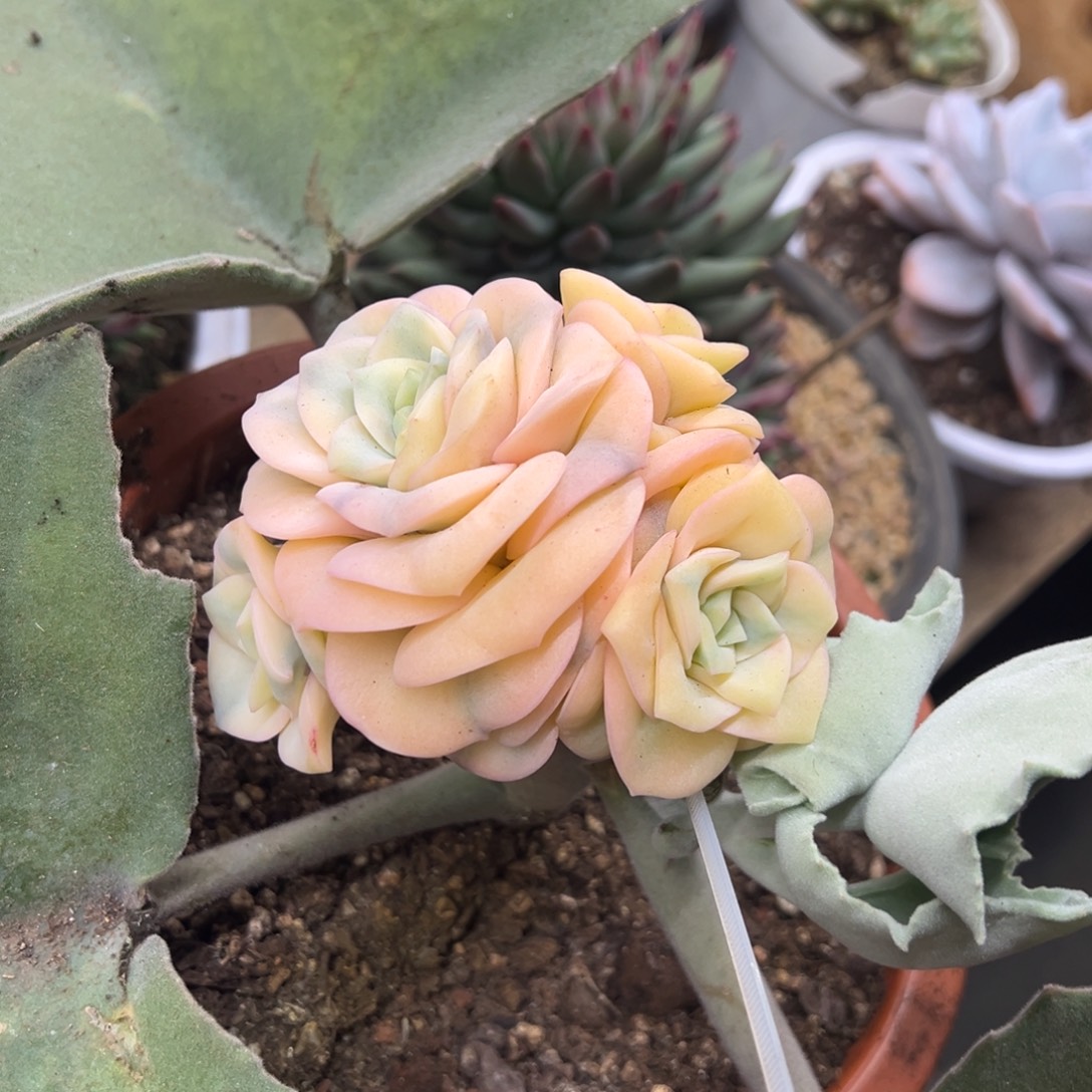 可爱玫瑰锦 夏鸣园艺