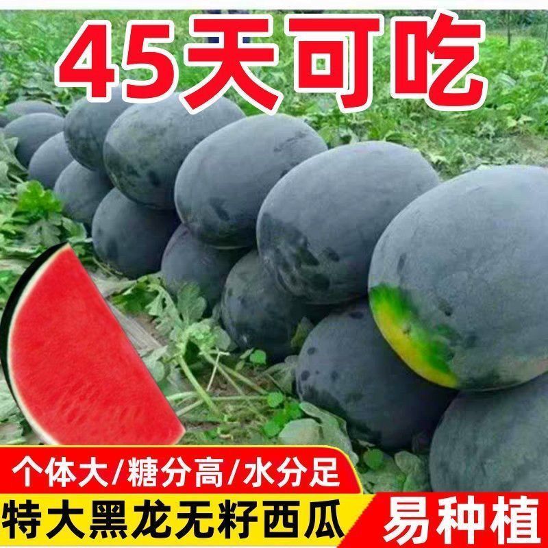 【黑皮无籽西瓜种子】小院阳台盆栽南北方种植特大甜早熟