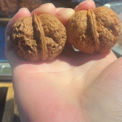 把件文玩核桃仙翁冠带彩40