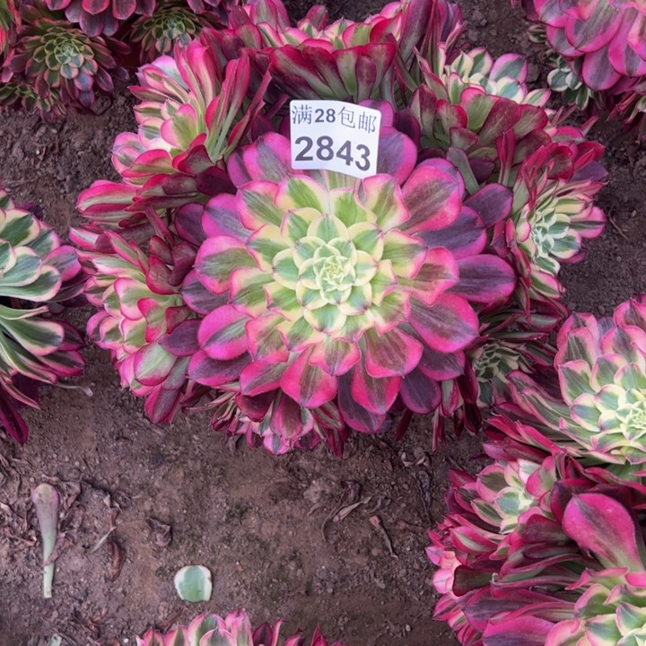 2843天和多肉植物