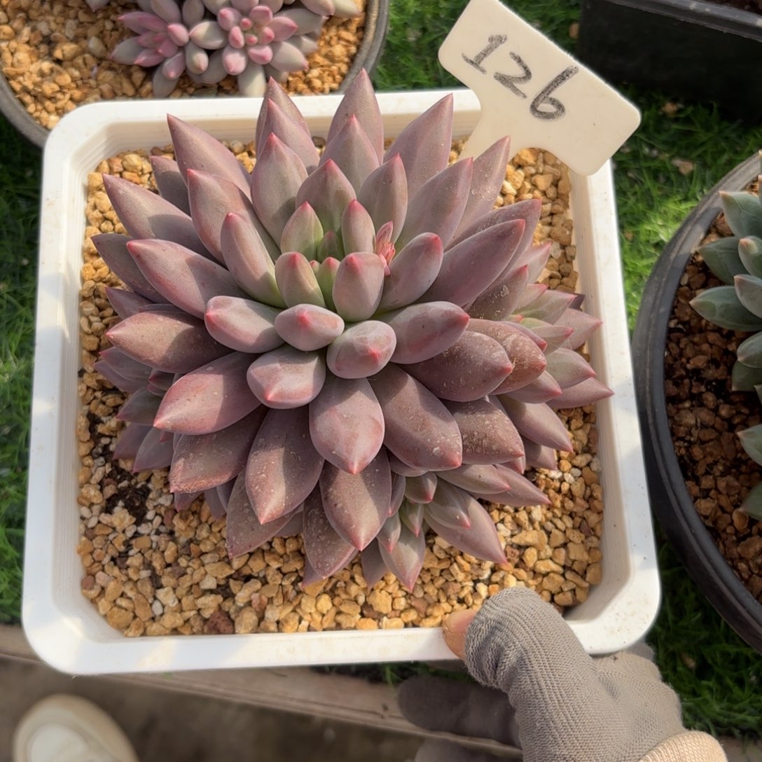 肉***圆126ghjjjjkkkkkkkkkk