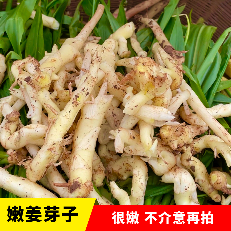 四川新鲜现挖现发小嫩姜芽无茎无丝