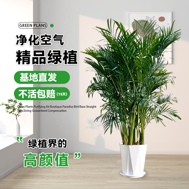 富贵椰子1米-1米2客厅办公室净化空气绿植四季常青好养活乔迁