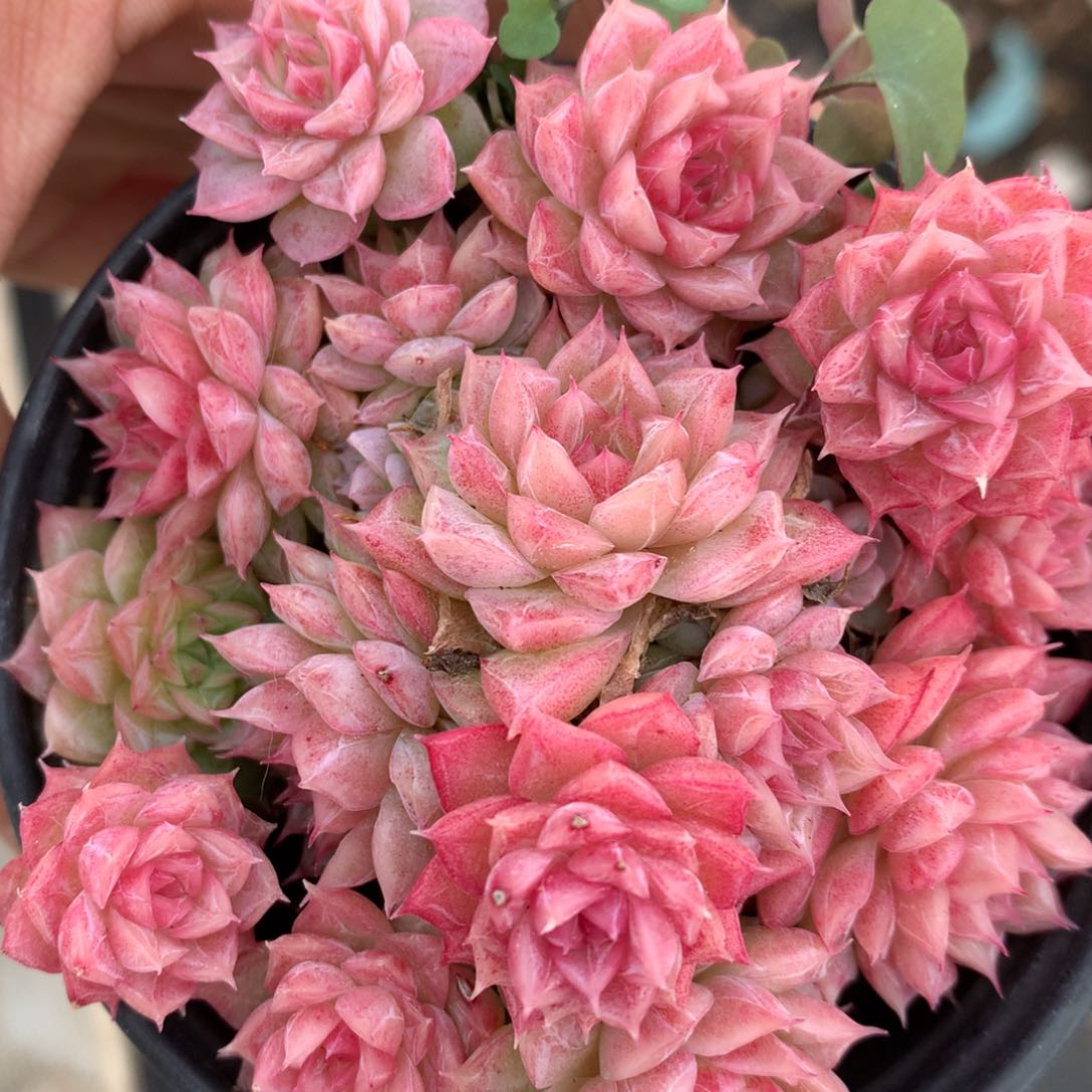 01245-20 麦杆优选