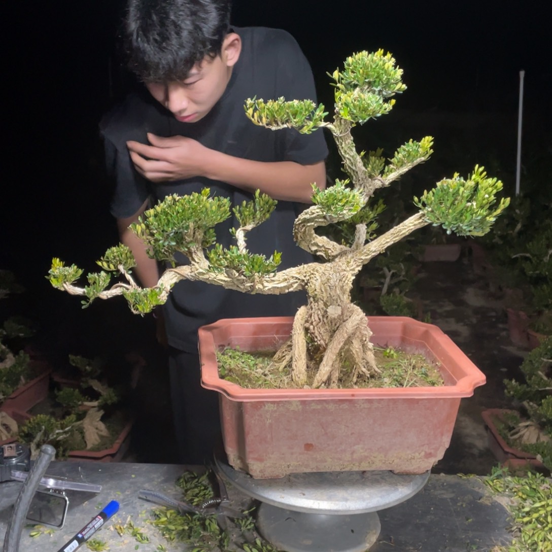 无花朵13456777899