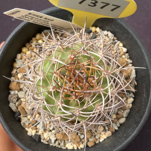 73 智利球属奥拉塔实生裸根发
