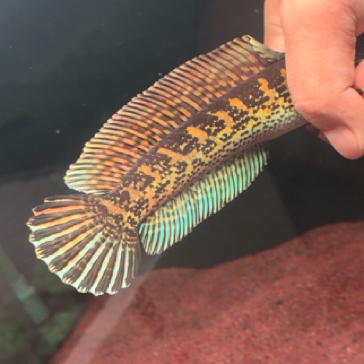 印度野生黄金眼镜蛇雷龙鱼